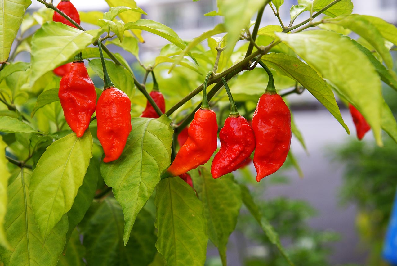 ghost pepper